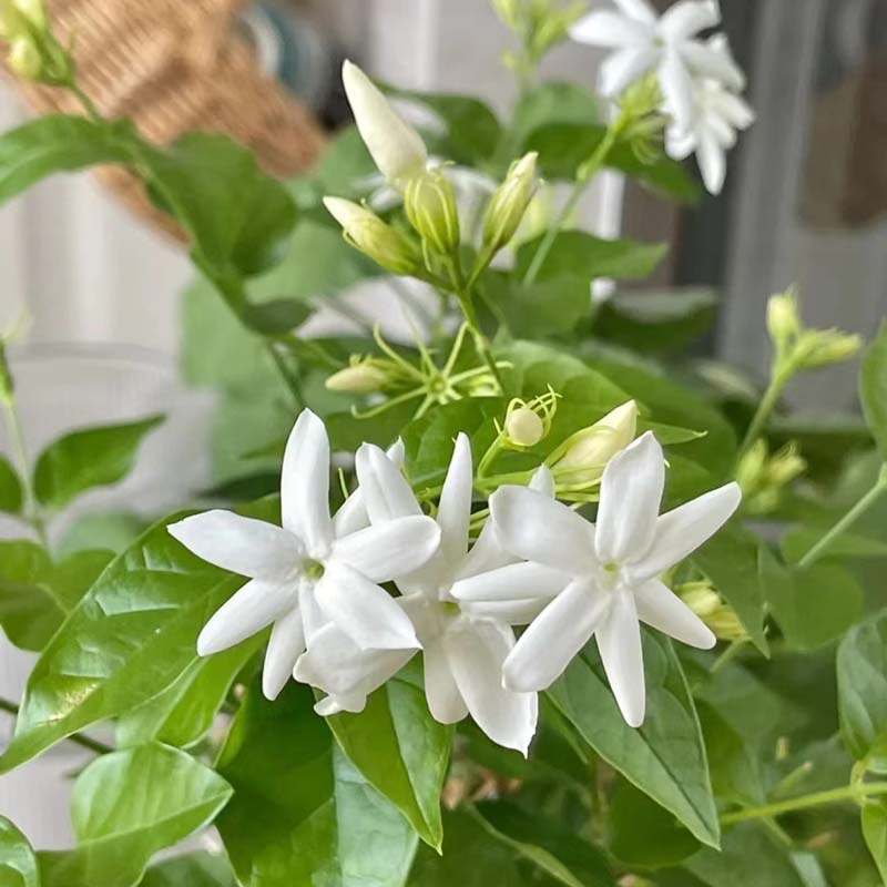 浓香型笔尖茉莉花盆栽棒棒糖室内浓香花卉重瓣老桩带花苞四季开花 - 图2