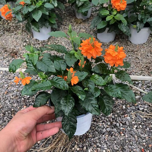 晒不死的花 鸟尾花带花苞盆栽 耐高温暴晒耐热喜阳花卉 阳台好养 - 图1