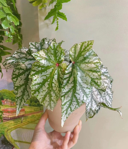鳟鱼秋海棠粉旗鱼海威进口 ins风网红绿植盆栽室内阳欧式植物花卉 - 图2