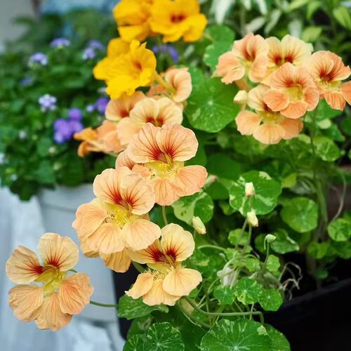 旱金莲盆栽旱荷花金莲花室内阳台开花花卉观花植物四季种易活带花 - 图1