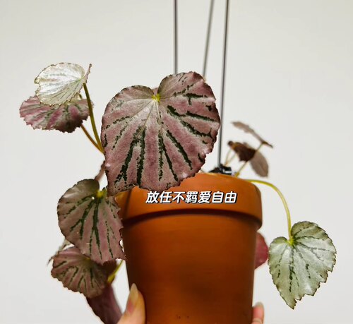蟆叶秋海棠盆栽室内绿植彩叶芋观叶海芋热植垂丝海棠观叶植物花卉 - 图3
