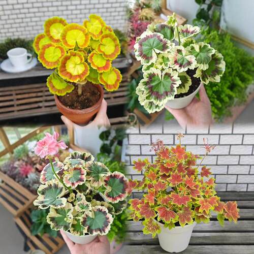 枫叶天竺葵经典百年温哥华观叶新品弗兰克三色旗苗盆栽植物木本 - 图0