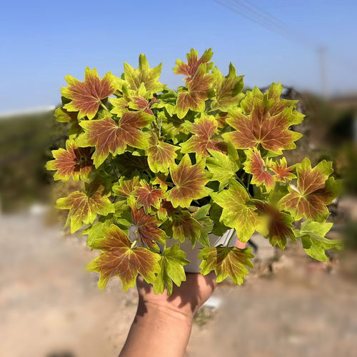 枫叶天竺葵经典百年温哥华观叶新品弗兰克三色旗苗盆栽植物木本 - 图2