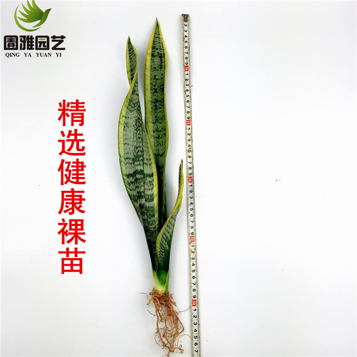 虎皮兰盆栽包邮虎皮兰大金边虎尾兰植物室内吸甲醛防辐射绿植裸苗 - 图1