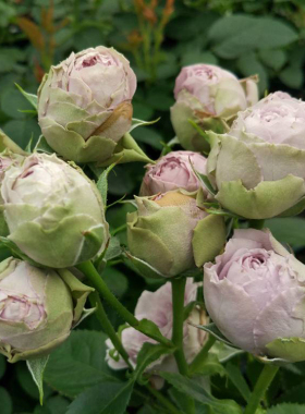 德国蓝色盆栽植物花卉玫瑰新品