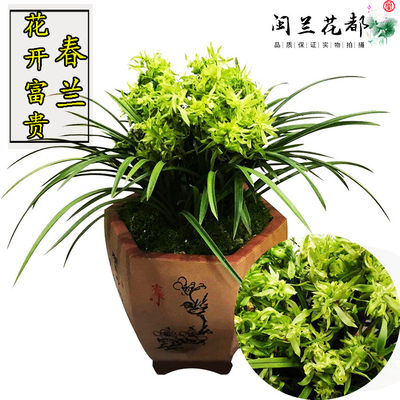 兰花苗春兰奇花花开富贵冬带花苞浓香型室内阳台庭院花卉盆栽绿植 虎窝淘