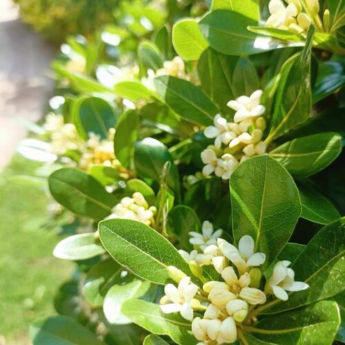 海桐树苗七里香绿篱耐盐碱海潮小区工程绿化四季常青芳香花篱笆 - 图1