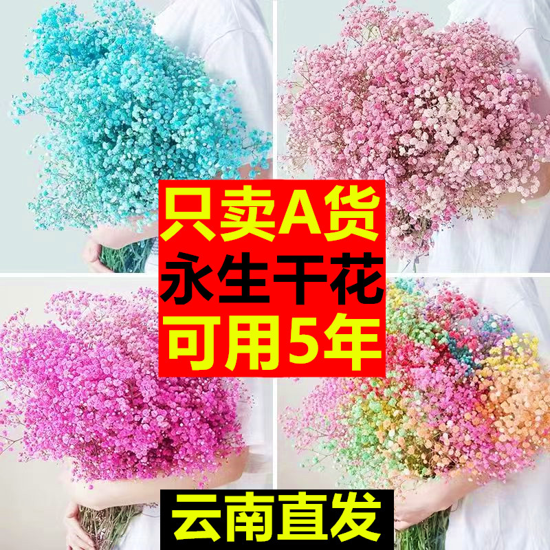 云南鲜花批发花束永生满天星真花干花工厂直销直供地摊家居插花 - 图0