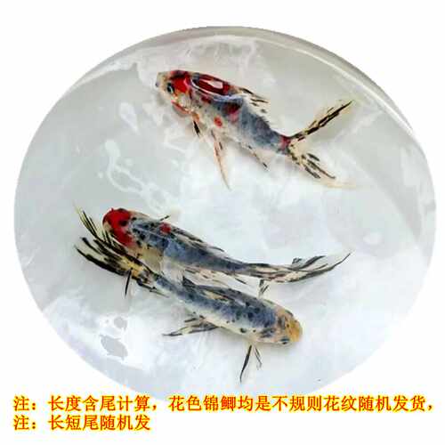兰花草金锦鲫花色五花金鱼好养易活冷水观赏五花草金锦鲫鱼苗包邮 - 图2