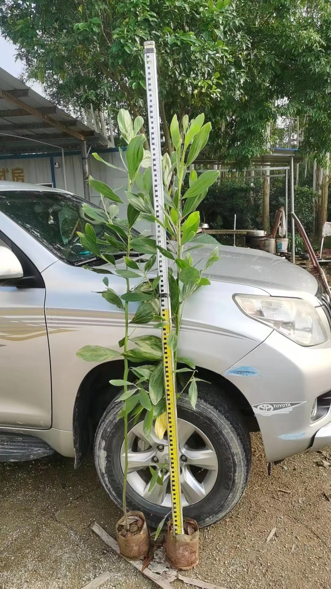 相思树苗大叶相思木苗小叶台湾相思树马占相思风景造林复绿树常绿 - 图3