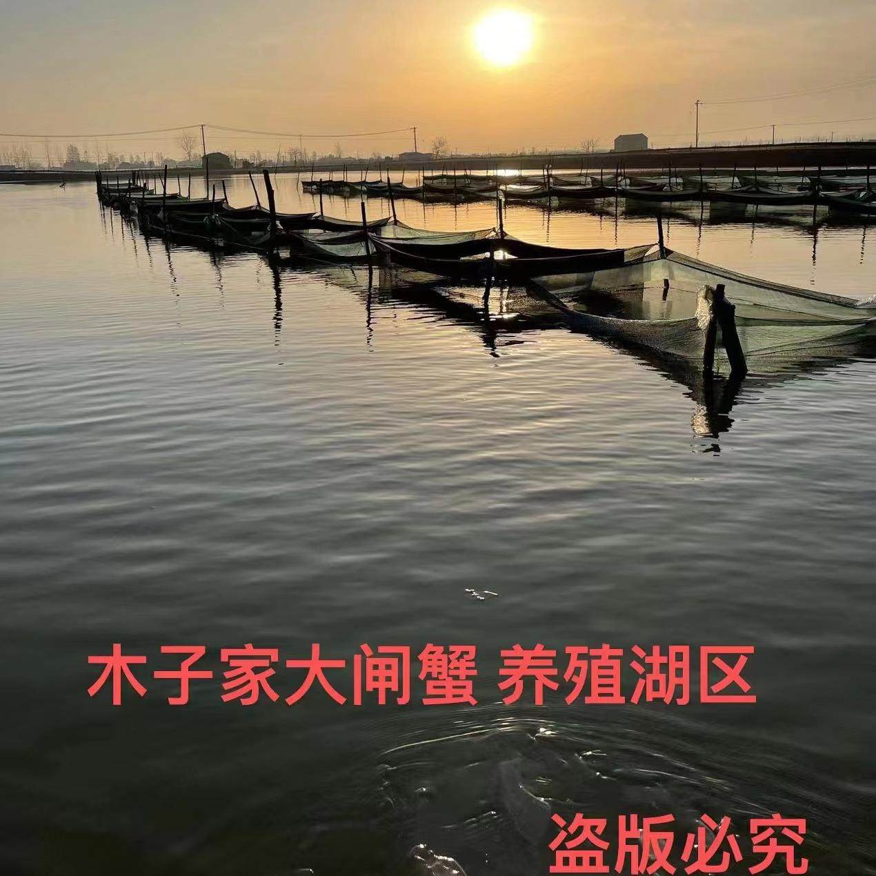 鲜活特大残蟹大闸蟹断脚蟹现货足称3斤10-13只螃蟹公母洪泽湖蟹,淘宝优惠券,粉丝福利购,淘宝优惠卷