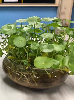 无注册商标玻璃花瓶碗莲铜钱草