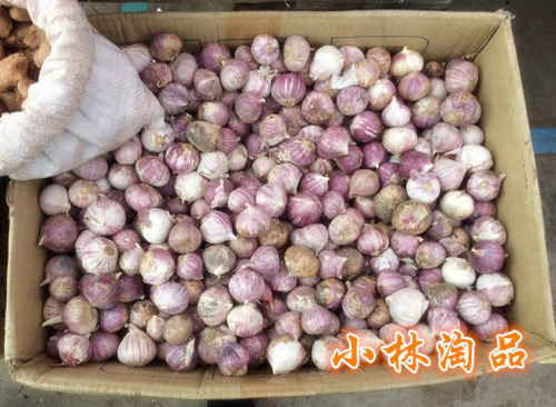 小林淘品 独蒜四川乐山犍为特产农家栽种大蒜独蒜干新鲜调料蒜头 - 图0