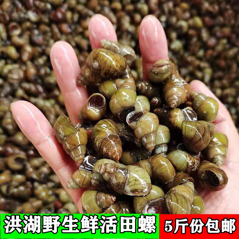 新鲜大田螺苗活体活的野生石螺包活泥螺螺蛳粉螺丝肉鲜活螺蛳包邮_虎窝淘