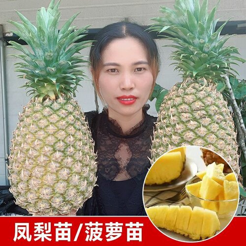 凤梨苗台湾金钻凤梨16号17号23号西瓜大果凤梨地菠萝苗盆栽凤梨苗 - 图0