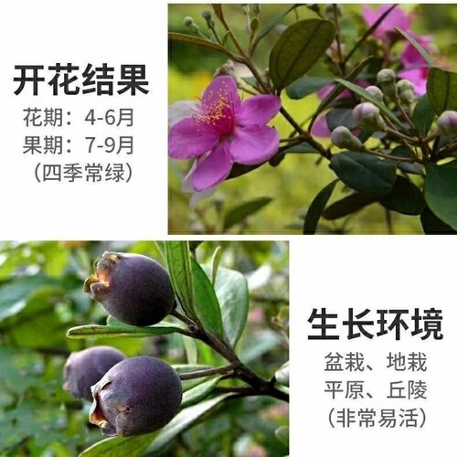桃金娘树苗乌稔子树观花老桩大树当年结果带土带叶发货南北方种植 - 图2