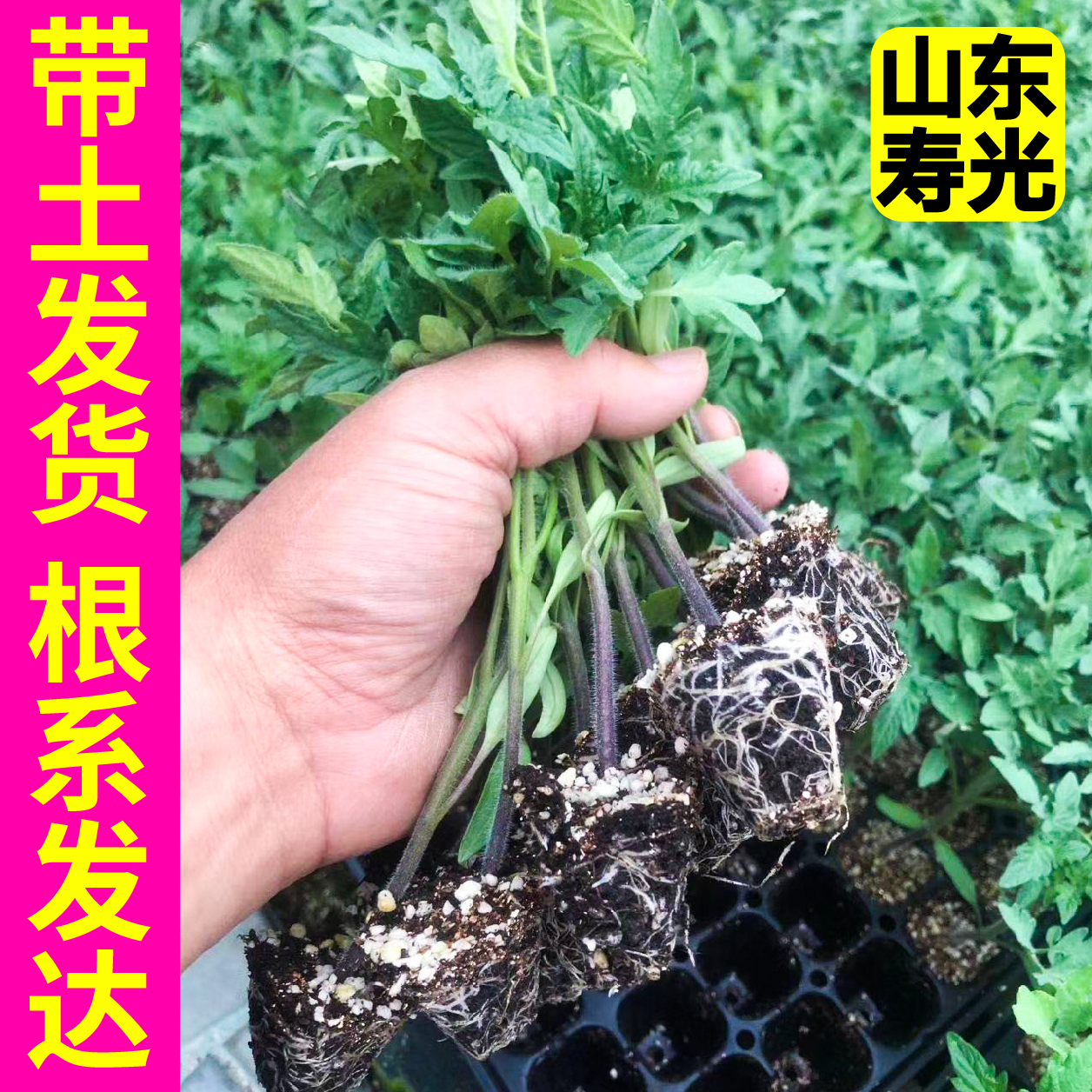 大粉番茄苗秧苗四季盆栽西红柿毛粉沙瓤爆甜大田高产蔬菜种子柿子 - 图1