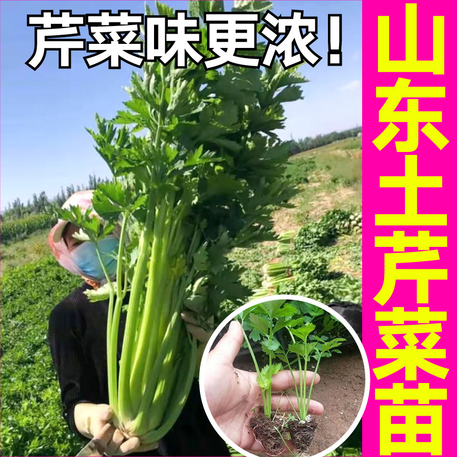 山东寿光山东土芹菜苗秧苗带土球四季阳台盆栽西芹红芹根芹种子,淘宝优惠券,粉丝福利购,淘宝优惠卷