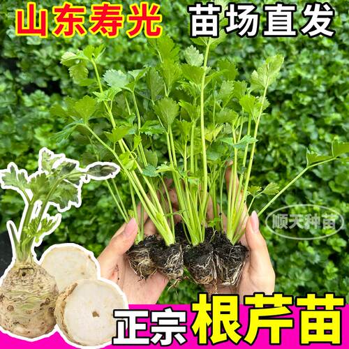 根芹苗子四季地中海根芹秧苗芹菜盆栽蔬菜高产阳台根芹种球正宗 - 图1