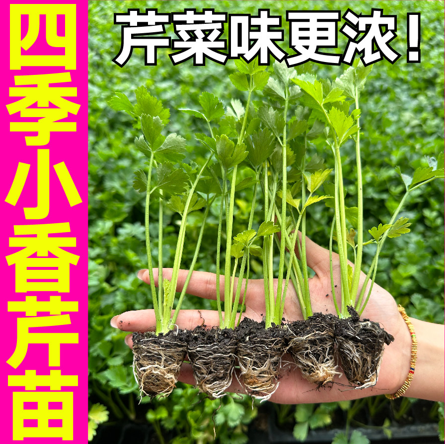 脆嫩四季小香芹菜秧苗幼苗速生带土球味浓鲜美红芹根芹种子阳台籽