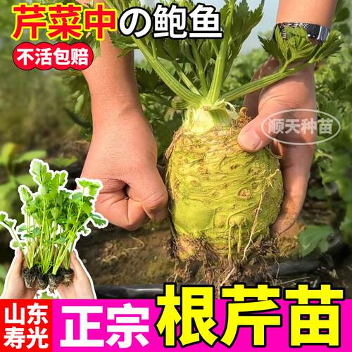根芹苗子四季地中海根芹秧苗芹菜盆栽蔬菜高产阳台根芹种球正宗 - 图2