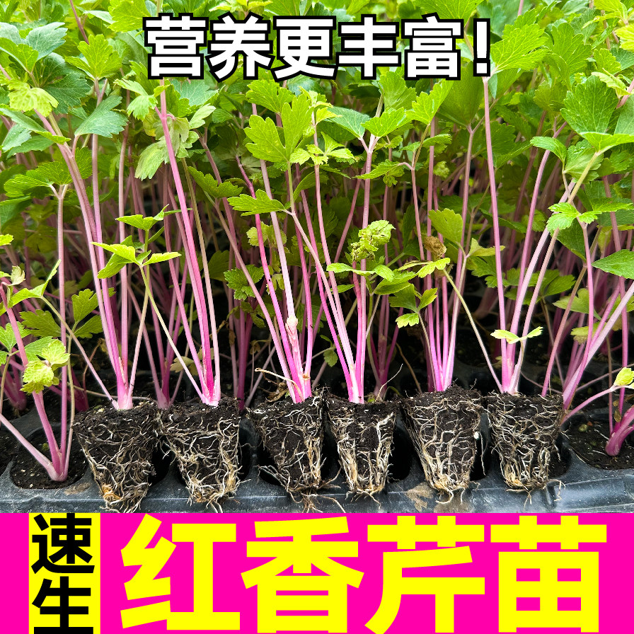荷兰红香芹菜秧苗营养丰富四季小香芹皇后西芹种子四季春秋蔬菜苗