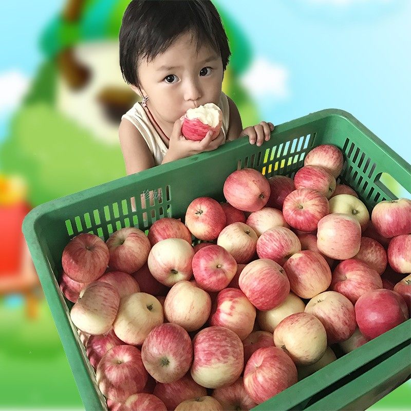 7月底粉面沙苹果宝宝刮泥婴儿老人吃的新鲜水