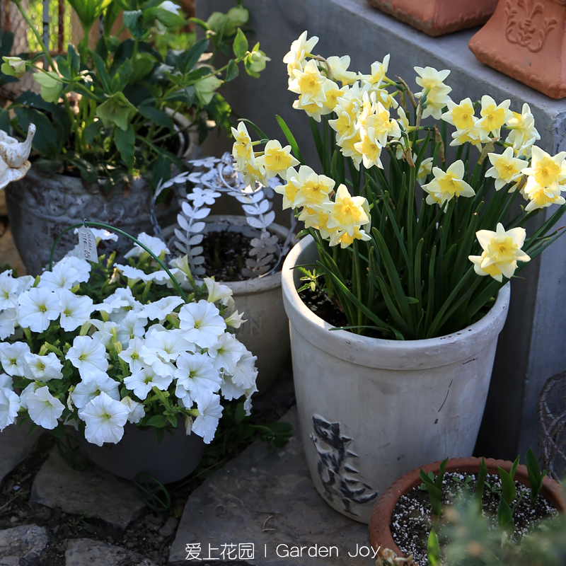 爱上花园|白陶粗制红陶盆粗陶花盆园艺卡通动物霸王龙恐龙盆花盆 - 图1