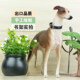 3-year-old greyhound outdoor simulation animal model