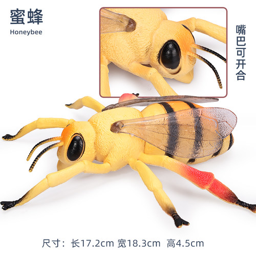 仿真昆虫模型七星瓢虫玩具蜘蛛蜻蜓蝎子西数蝗虫大号儿童科教礼物 - 图2