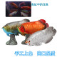 Simulated ocean model freshwater fish silver arowana red arowana