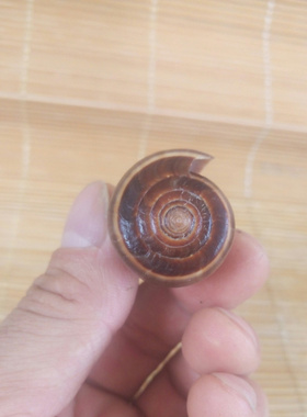 天然海螺贝壳黑线水族鱼缸稀奇