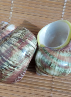 天然绿色装饰海螺贝壳