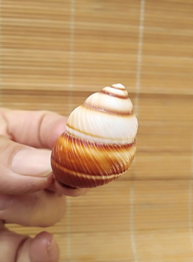金丝小面包螺水族橱窗海螺贝壳