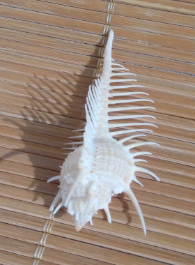 维纳斯水族造景装饰橱窗海螺贝壳