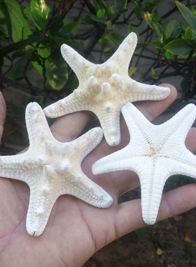 海螺贝壳白海星天然霸王面包墙贴