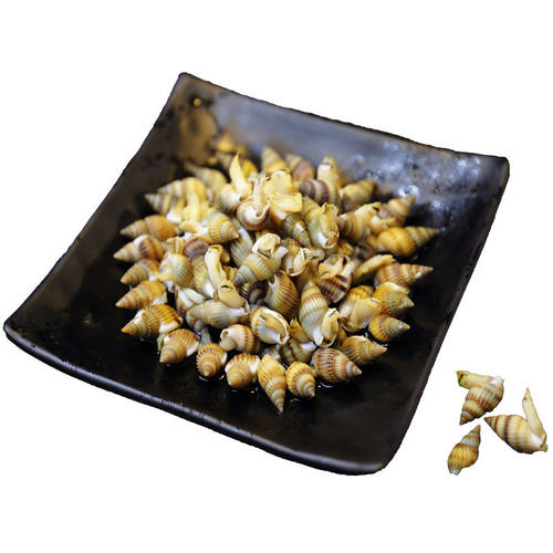 东港海鲜新鲜活冻海螺丝鲜活海瓜子海锥吐沙加工冷冻海锥原料食材 - 图3