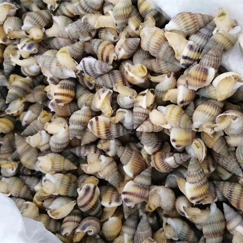 东港海鲜新鲜活冻海螺丝鲜活海瓜子海锥吐沙加工冷冻海锥原料食材 - 图0