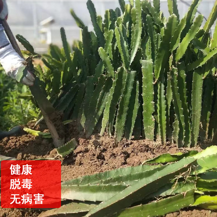 新品种燕窝火龙果苗无刺黄龙白肉红肉嫁接苗当年结果火龙果盆栽,淘宝优惠券,粉丝福利购,淘宝优惠卷