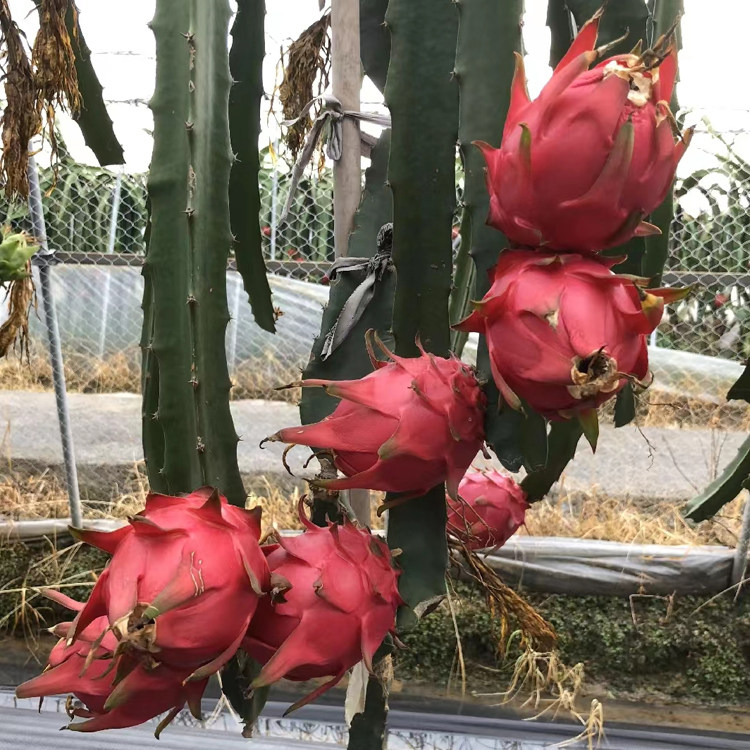 新品种燕窝火龙果苗无刺黄龙白肉红肉嫁接苗当年结果火龙果盆栽,淘宝优惠券,粉丝福利购,淘宝优惠卷