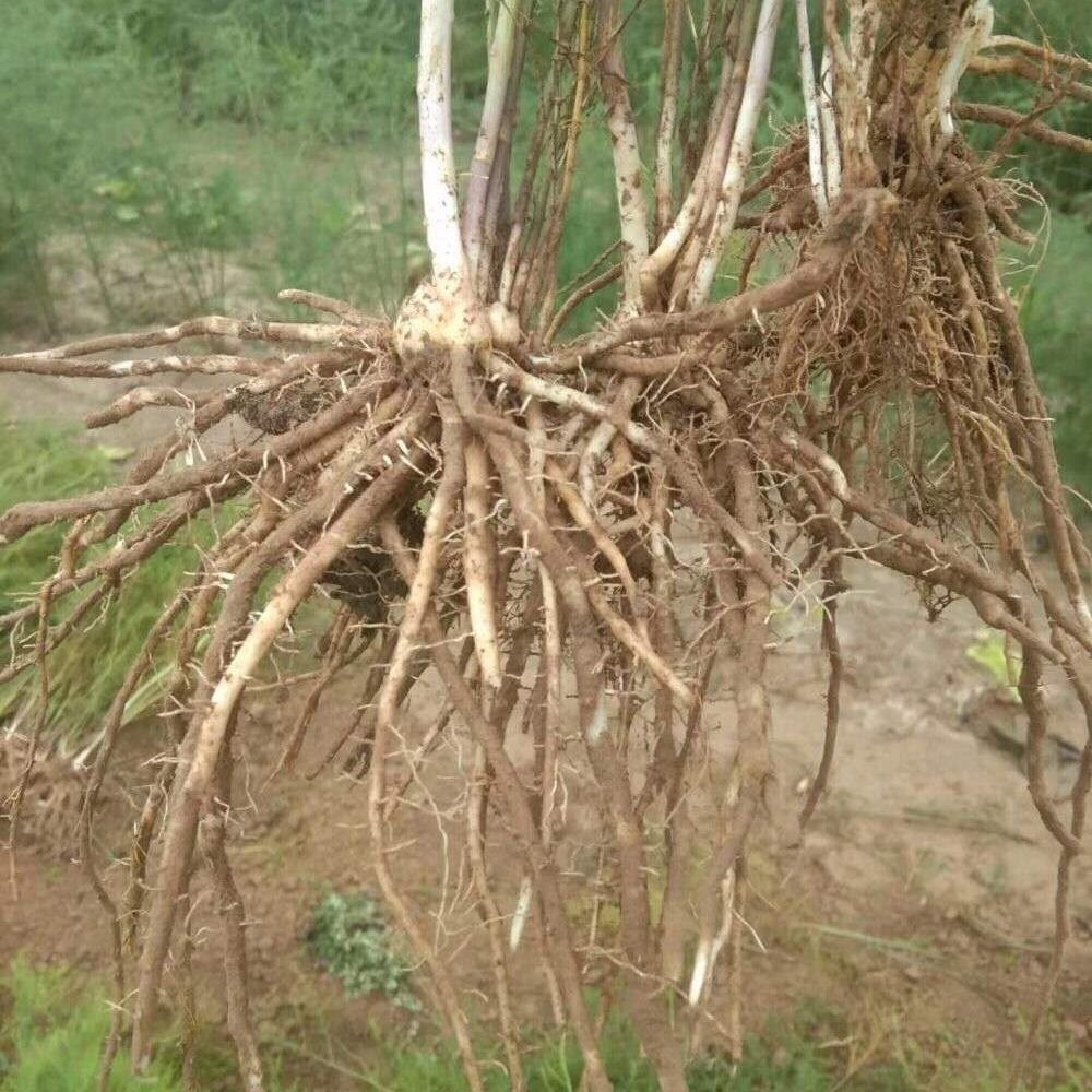 芦笋根苗种植紫色芦笋苗四季种植卢笋种植蔬菜三年种苗阳台盆栽苗-图3