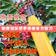 2023 new model picking scissors and picking peppercorns saves worry and effort