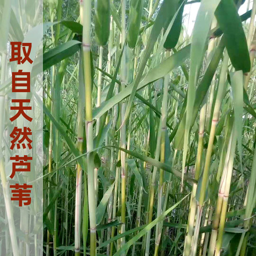 笛膜和笛膜胶套装专业演奏竹笛子贴膜天然芦苇嫩膜提音色舒怀精选 - 图1