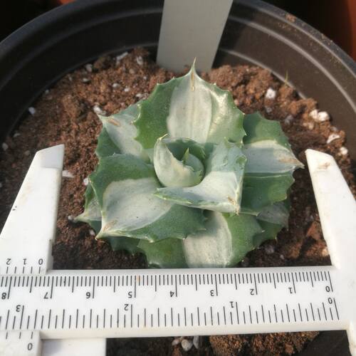 多肉植物龙舌兰王妃雷神白中斑 黄中斑 王妃雷神 雷神锦 八荒殿 - 图2