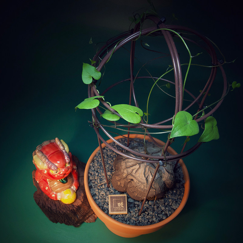 精品南非龟甲龙冬型块根多肉植物一物一拍带盆土送简易爬藤架包邮 玖生活馆 淘优券 精品南非龟甲龙冬型块根多肉植物一物一拍带盆土送简易爬藤架包邮 玖生活馆 淘优券