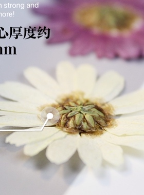 玛格丽特干花压花雏菊diy真花