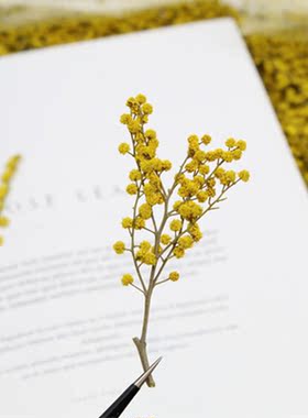金合欢干花香薰蜡烛手工装饰真花