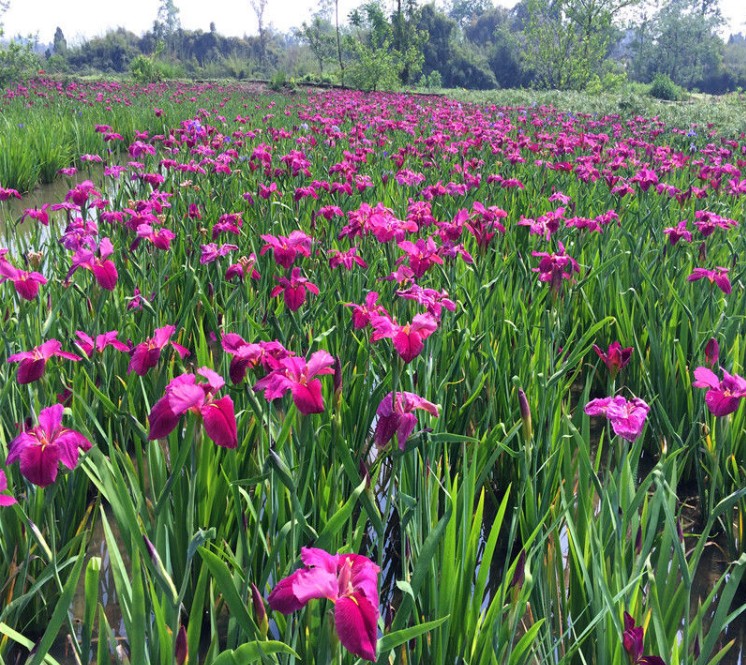 水培水生花卉美人蕉旱伞草水竹再力花黄菖蒲千屈菜苗池塘湿地植物 - 图1