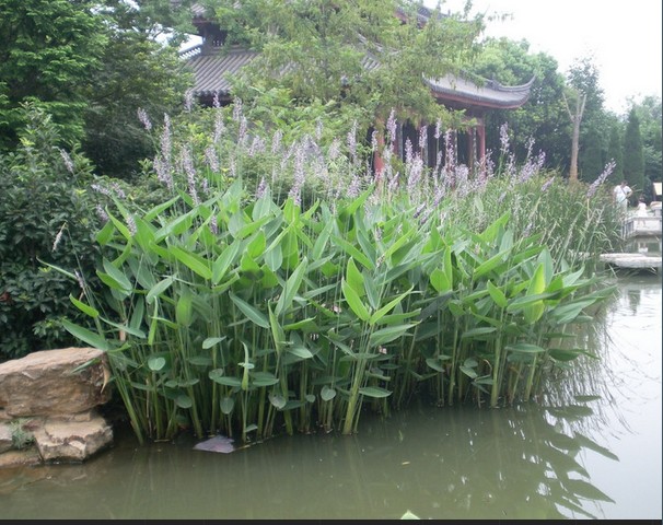 水生植物再力花苗水竹花叶芦竹千屈菜黄菖蒲苗美人蕉芦苇池塘植物 - 图0