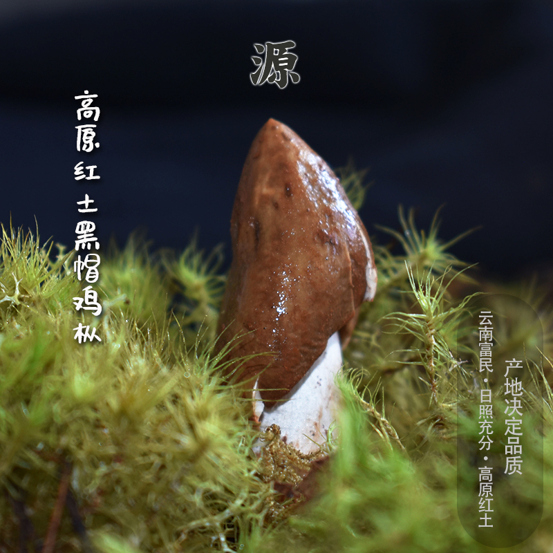 云南野生鸡枞菌新鲜精品黑皮不开伞鸡腿鸡枞500g-1000克顺丰冷链-图0